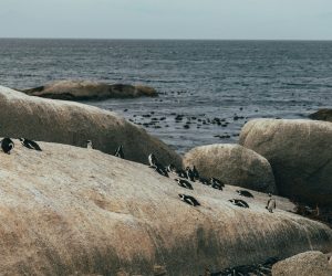 ami-tesler-ZY4jH2DwLZk-unsplash